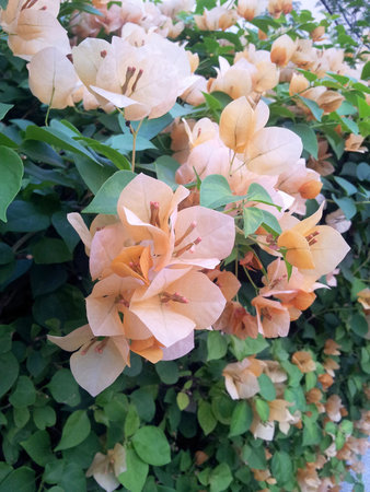  Bougainvillea