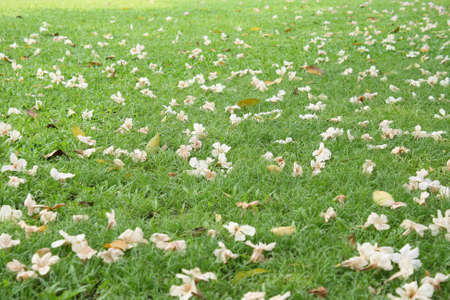 Pink trumpet tree fallingの写真素材