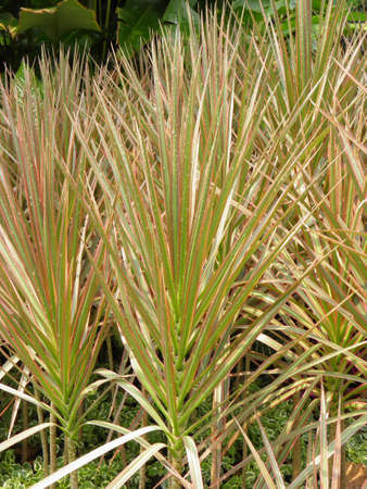 Gardenの写真素材