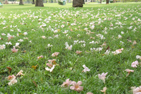 Pink trumpet tree falling の写真素材
