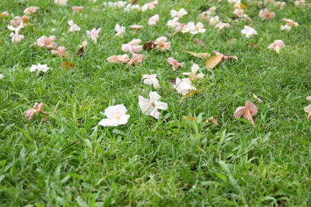 Pink trumpet tree falling の写真素材