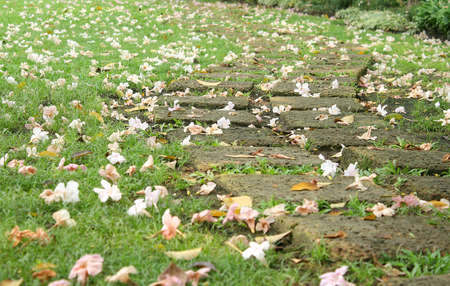 Pink trumpet tree falling の写真素材
