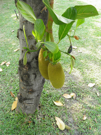 Jack fruit tree