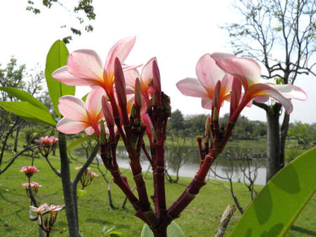 Frangipaniの写真素材