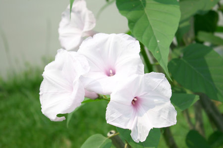 Morning Glory Tree  の写真素材