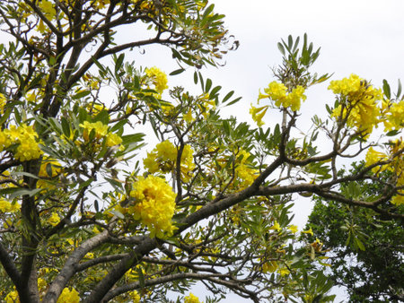 Yellow Bignoniaceae 