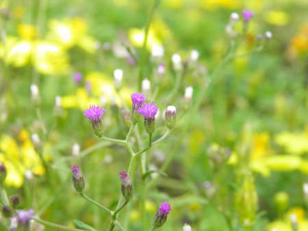 Purple grass flowerの写真素材