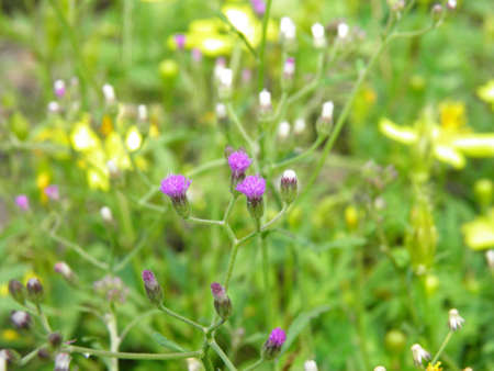 Purple grass flowerの写真素材