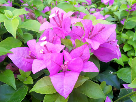 Bougainvillea の写真素材