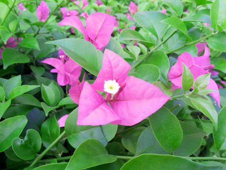 Bougainvillea の写真素材