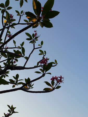 Sunsetの写真素材