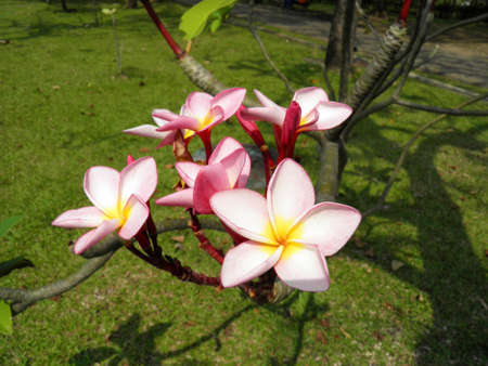 Frangipani の写真素材