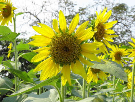 Common Sunflower の写真素材