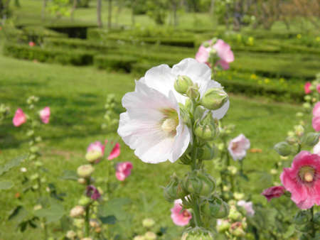 Hollyhock の写真素材
