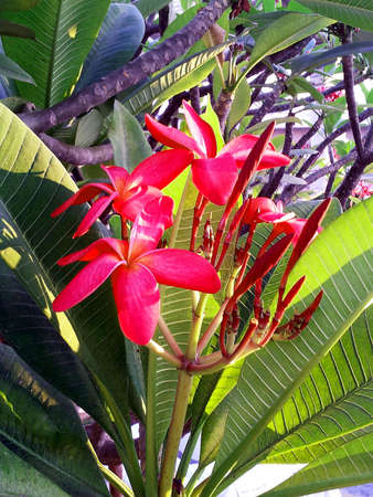 Frangipani の写真素材