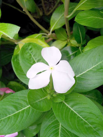 Madagascar periwinkle の写真素材