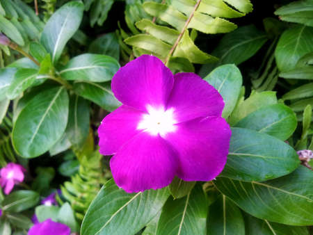 Madagascar periwinkle の写真素材