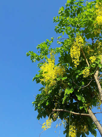 Golden Shower Tree の写真素材