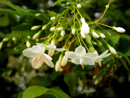 White flower の写真素材