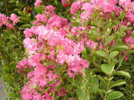  Lythraceaeの写真素材