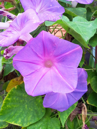 Convolvulaceaeの写真素材