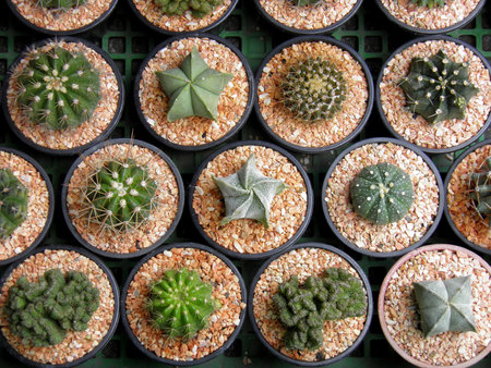  Cactus