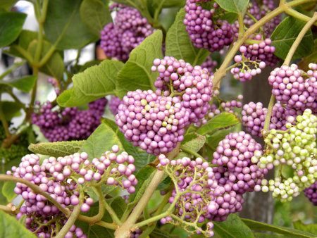 Beauty Berryの写真素材