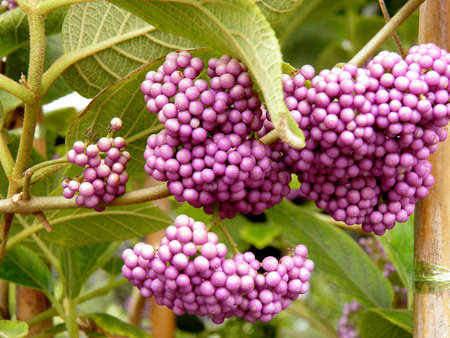 Beauty Berryの写真素材