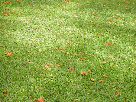 Grassの写真素材