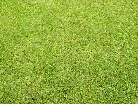 Grassの写真素材