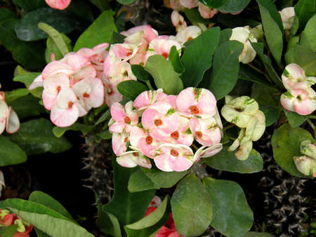EUPHORBIACEAEの写真素材