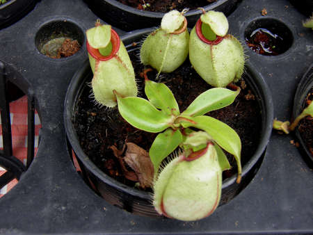 Tropical pitcher plantsの写真素材