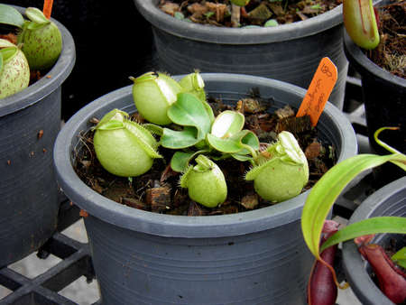 Tropical pitcher plantsの写真素材