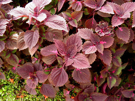 Coleusの写真素材