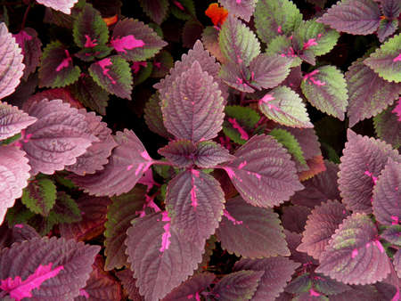 Coleusの写真素材
