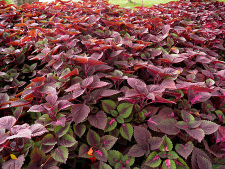 Coleusの写真素材