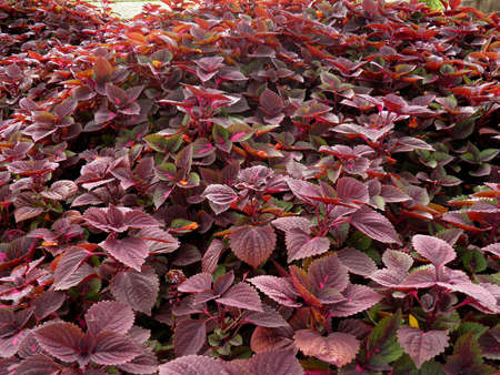 Coleusの写真素材