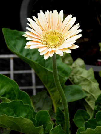 Gerbera の写真素材