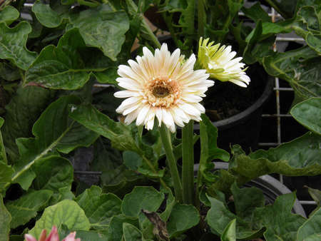 Gerbera の写真素材