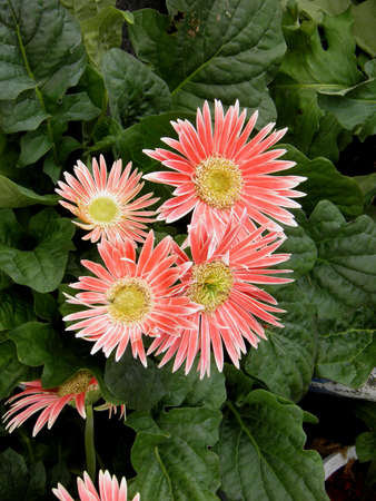 Gerbera の写真素材