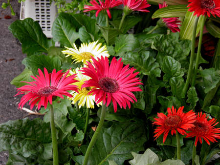 Gerbera の写真素材