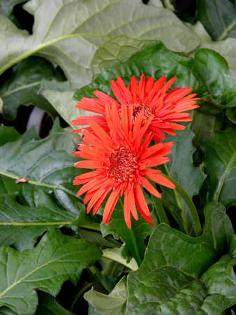 Gerbera の写真素材