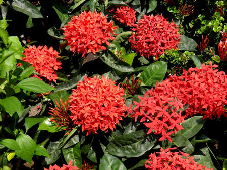 Ixora の写真素材