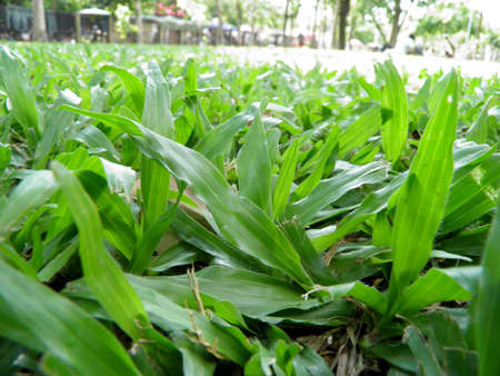 Grass の写真素材