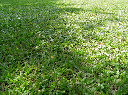 Grass の写真素材
