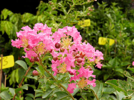 Lythraceaeの写真素材