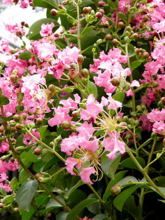  Lythraceaeの写真素材