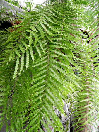 Fern の写真素材