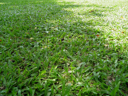 Grassの写真素材