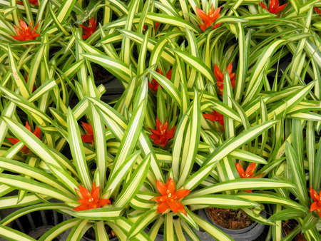 Bromeliaceaeの写真素材